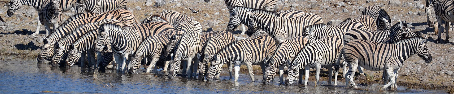 Gruppe Zebras